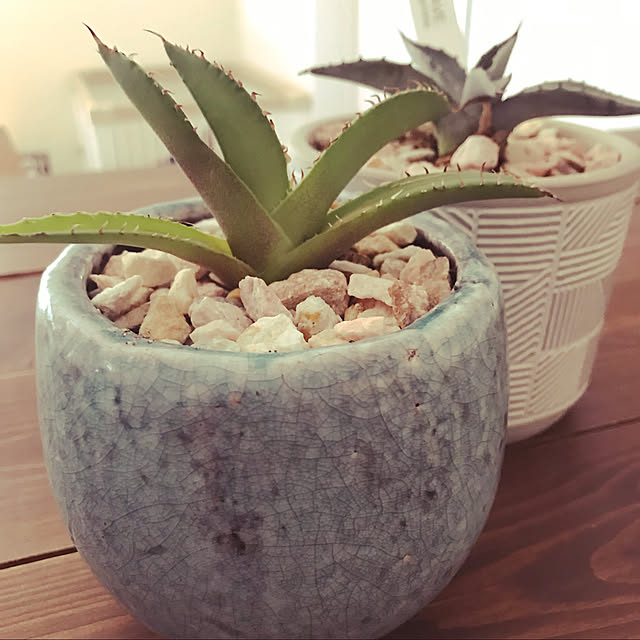 観葉植物/部屋全体のインテリア実例 - 2022-02-09 13:22:20