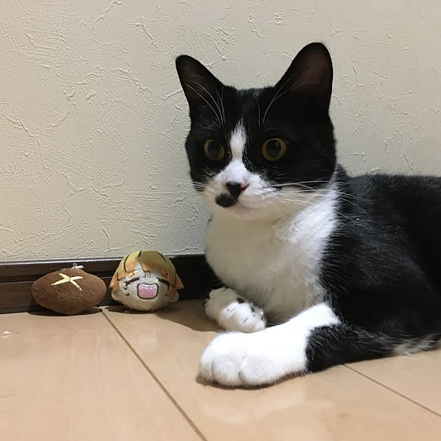 nekoさんの実例写真