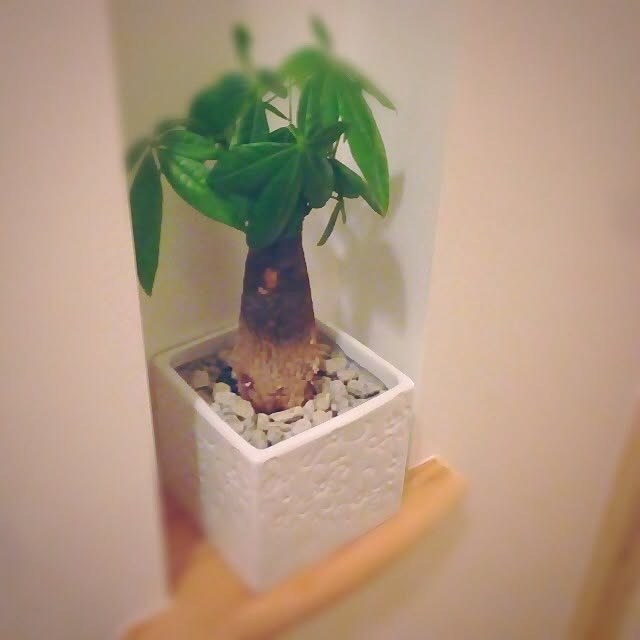 Kinakoさんの実例写真