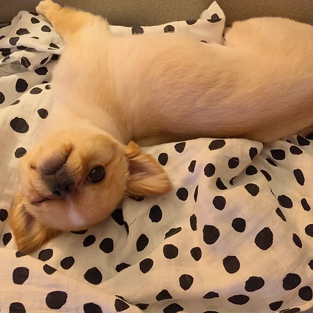 haruhinaさんの実例写真