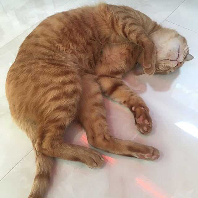 miyuさんの実例写真