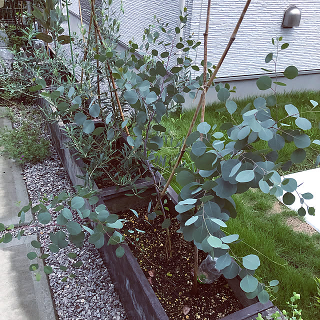 hatsugaさんの実例写真