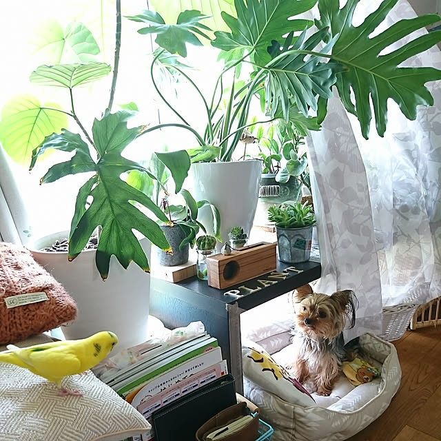 akiさんの実例写真