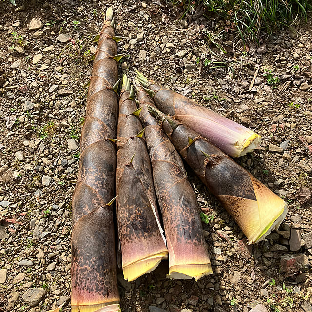 ikubooさんの部屋