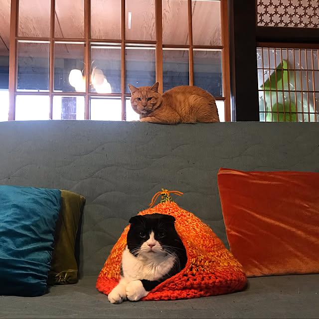 joshua.treeさんの実例写真