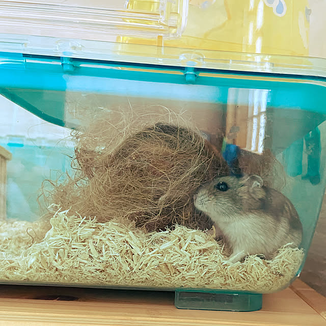 maronchanさんの実例写真