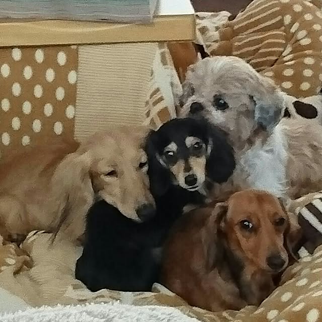 sumikoさんの実例写真