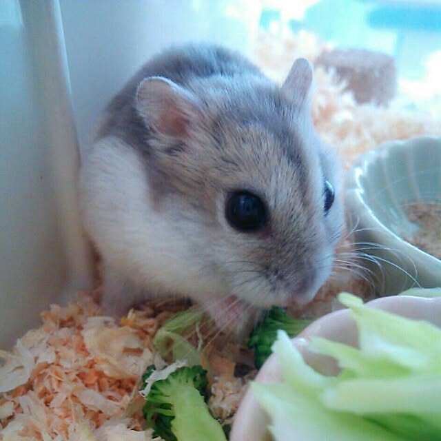 SAYOさんの実例写真