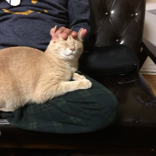 mikan161さんの実例写真