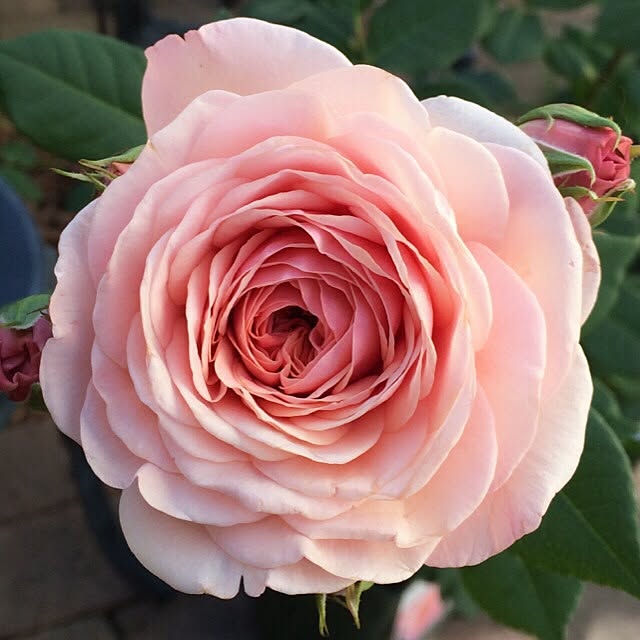pink.heart.countryさんの実例写真