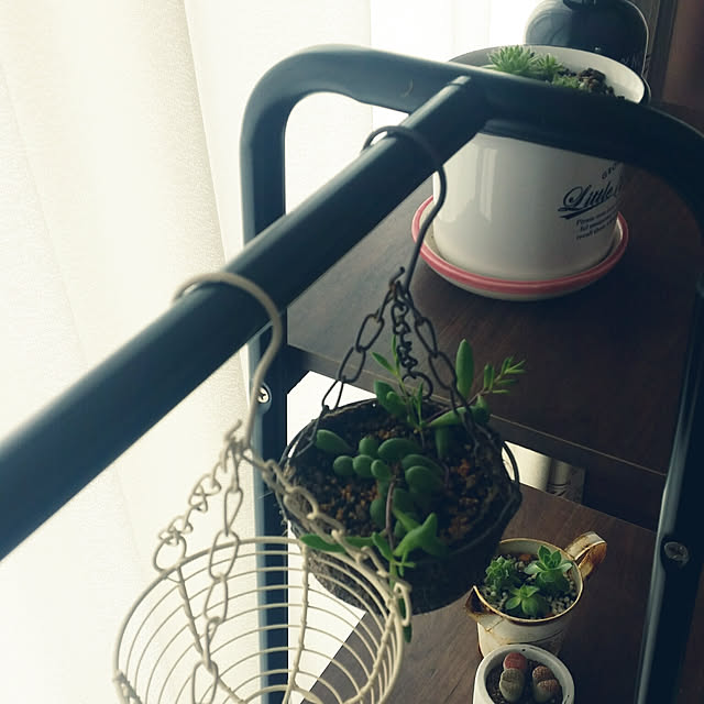 棚/セリア/多肉植物のインテリア実例 - 2019-07-04 13:39:15