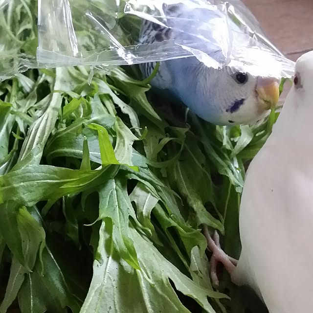 karinさんの実例写真