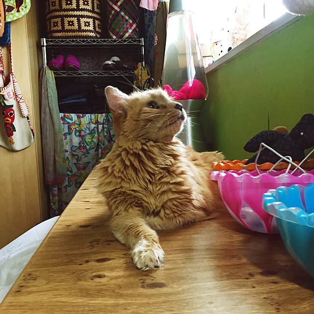 nekohigeさんの実例写真