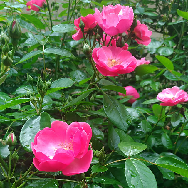 magnoliaさんの実例写真
