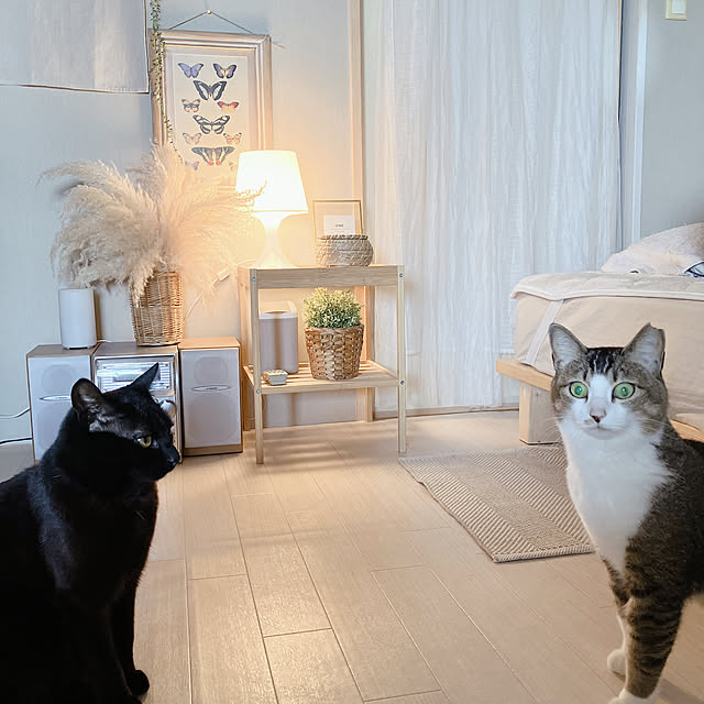 nekomiさんの実例写真