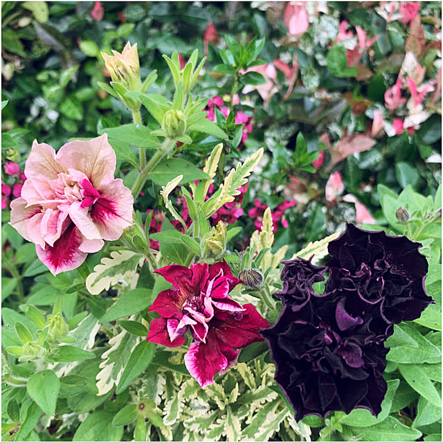 yukarin-gardenさんの実例写真