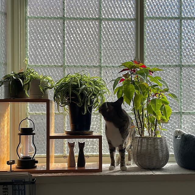 nobikoさんの部屋