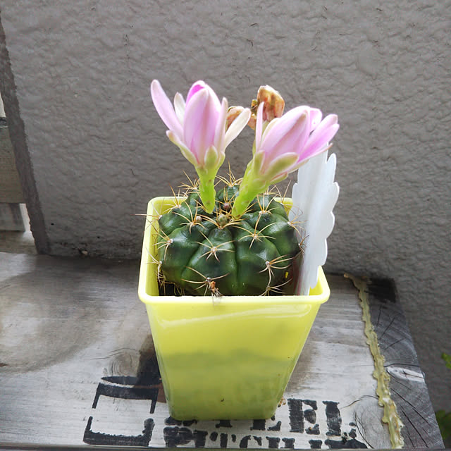 REI.DIYさんの実例写真