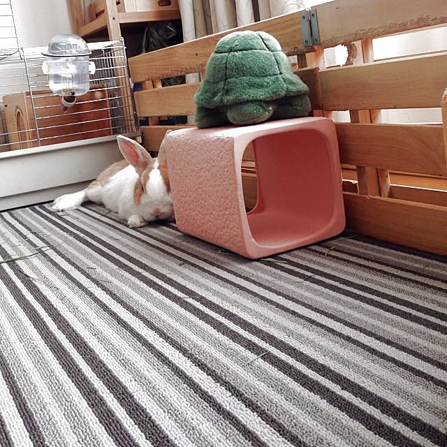 usaginohaijiさんの実例写真