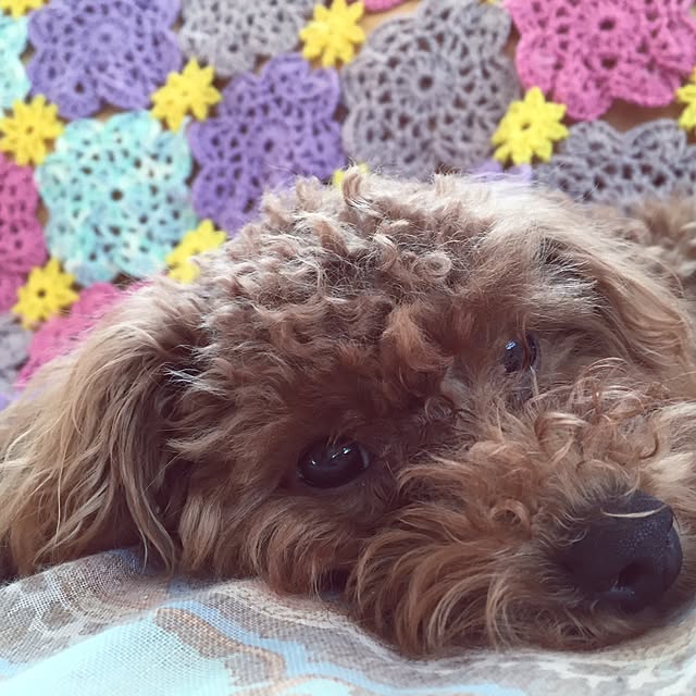 **yuu**さんの実例写真