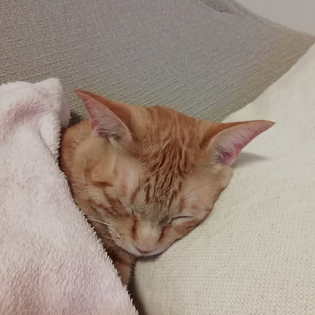 123さんの実例写真