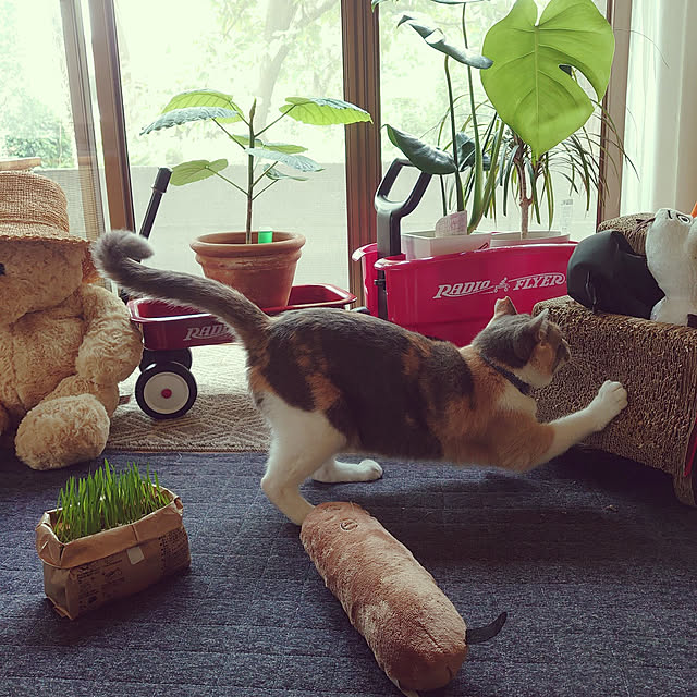 fukuさんの実例写真