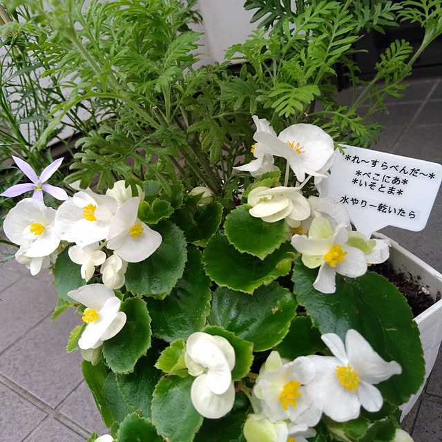 Green-appleさんの実例写真