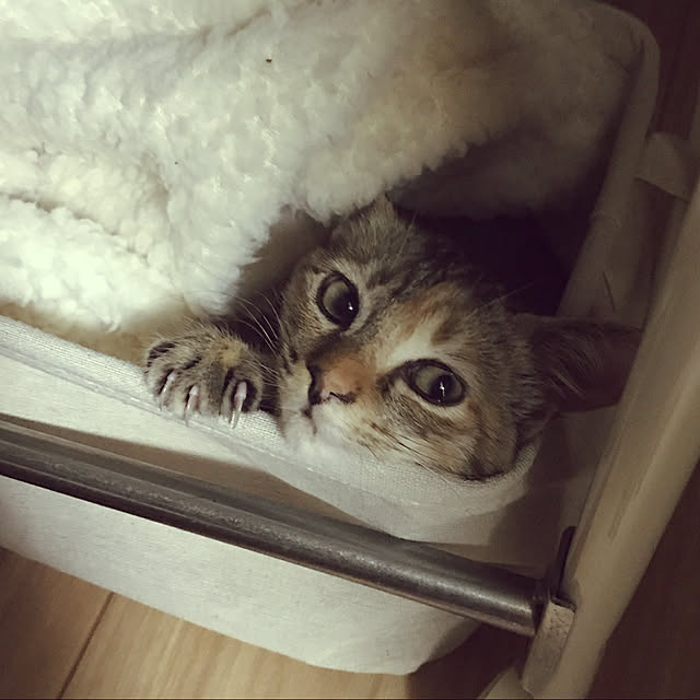 pumehanaさんの実例写真