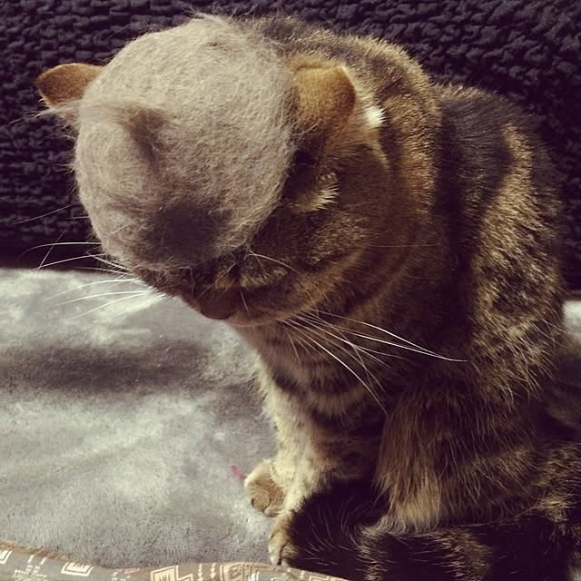 annさんの実例写真