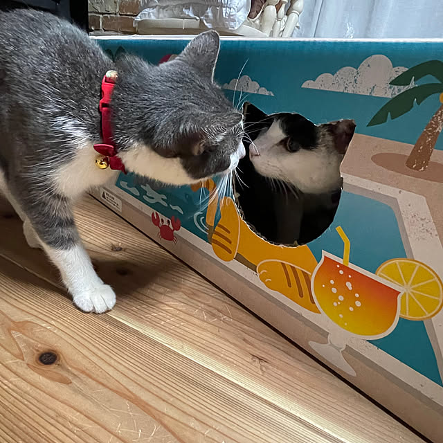 nekosamaさんの実例写真