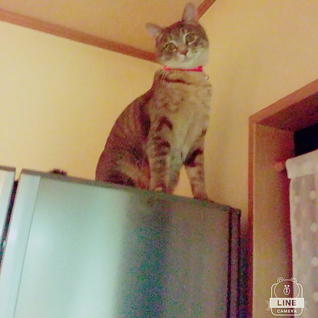 oyumiさんの実例写真