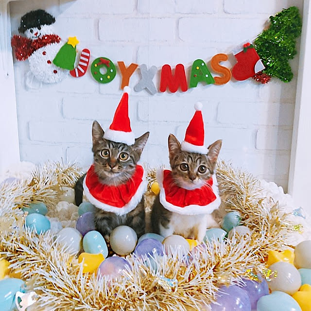 リビング/保護猫/ねこのいる日常/ねこと暮らす/クリスマス...などのインテリア実例 - 2021-12-19 15:50:37