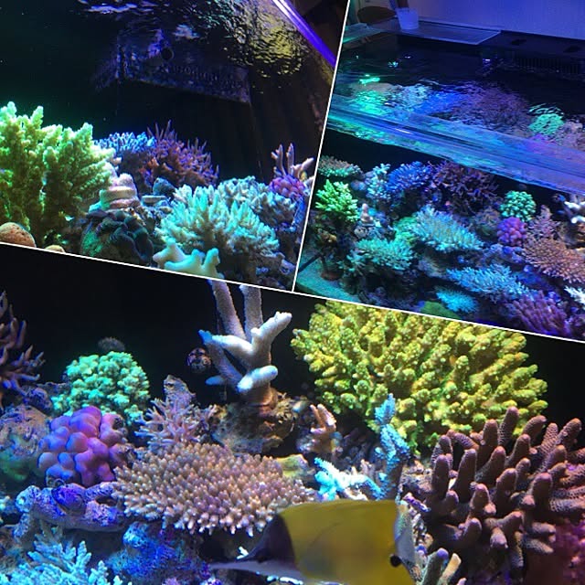 aquarium_seaさんの実例写真