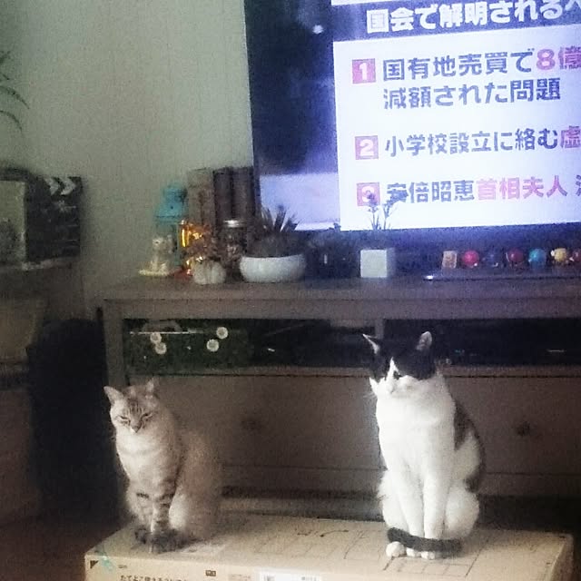 hoshiさんの実例写真
