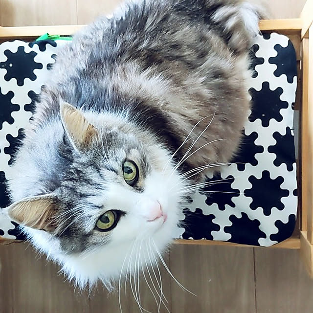 ponさんの実例写真