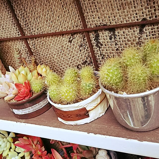 beeさんの実例写真