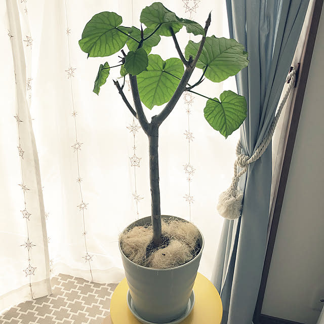 koroさんの実例写真