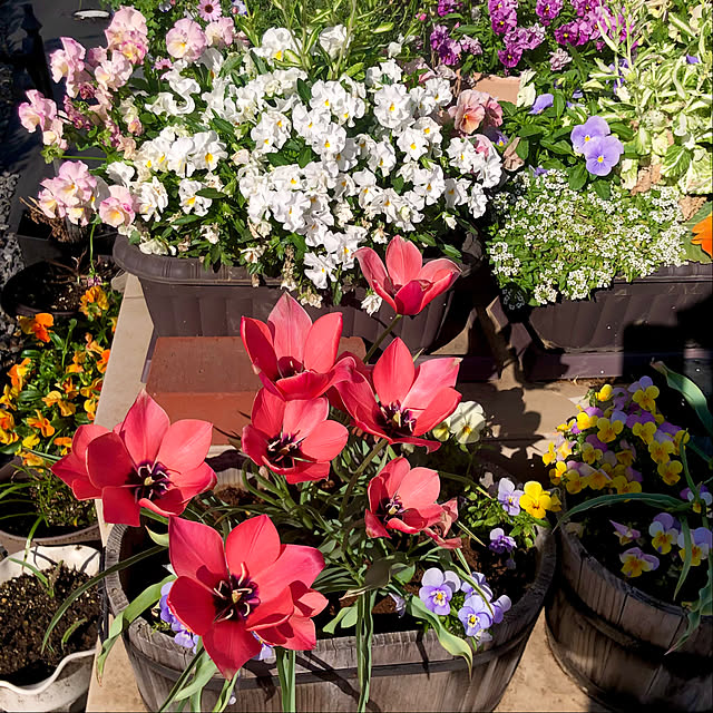 tomoさんの実例写真