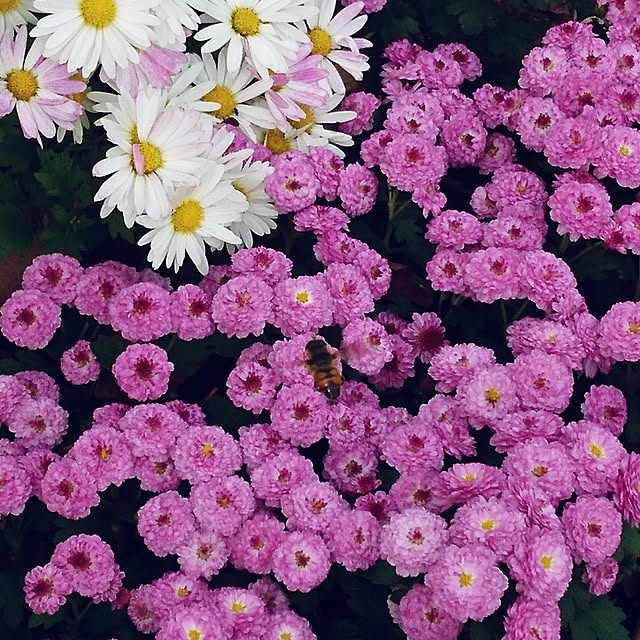 satominさんの実例写真