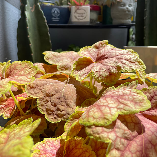 sata9さんの部屋