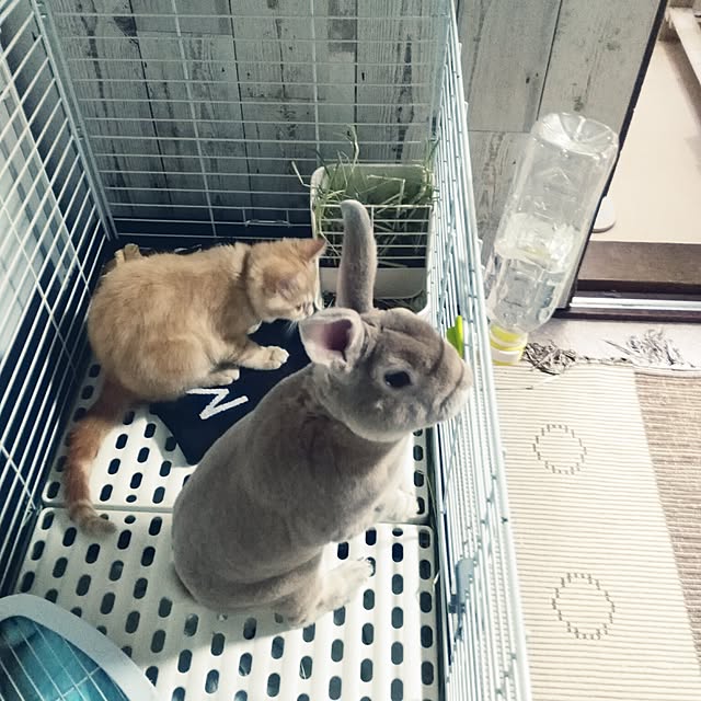 fruityanさんの実例写真