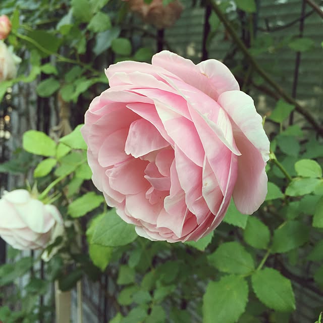 greenroseさんの実例写真