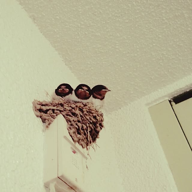 chi-さんの実例写真