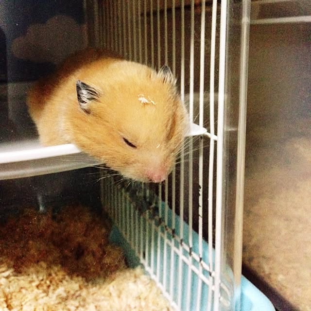 taroさんの実例写真