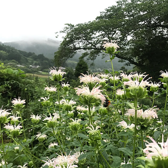 sakurasakuさんの実例写真
