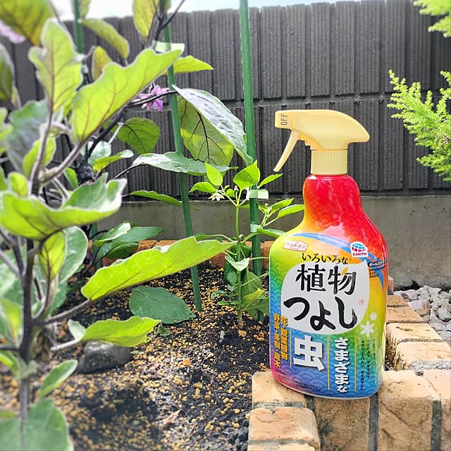 pecoさんの実例写真