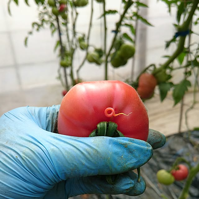 maiさんの実例写真