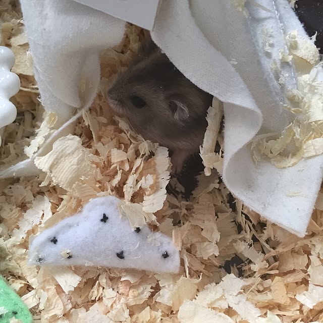 chiiiii0808さんの実例写真