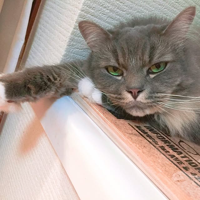 mii-tanさんの実例写真