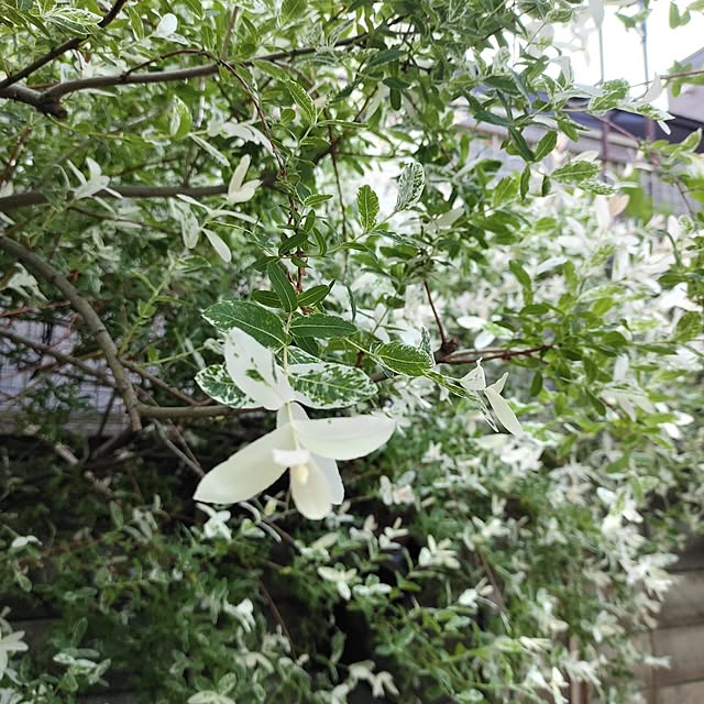 kiraさんの実例写真